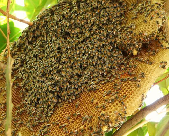 Image Sáp mật ong rừng